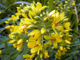 Lysimachia vulgaris