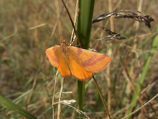 Lythria cruentaria