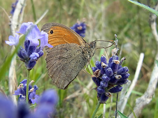 Maniola jurtina