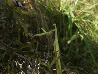 Mantis religiosa