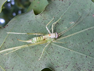 Meconema meridionale