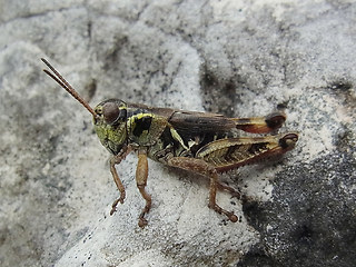 Melanoplus frigidus