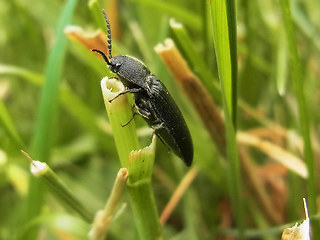 Melanotus punctolineatus