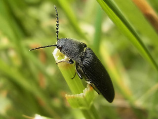 Melanotus punctolineatus