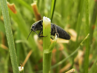 Melanotus punctolineatus