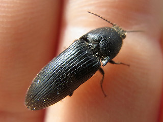 Melanotus punctolineatus