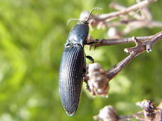 Melanotus punctolineatus