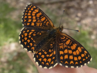 Melitaea athalia