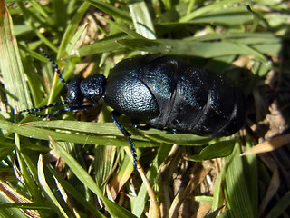 Meloe proscarabaeus