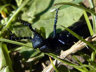 Meloe proscarabaeus