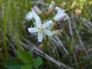 Menyanthes trifoliata