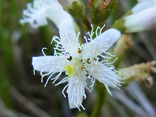 Menyanthes trifoliata