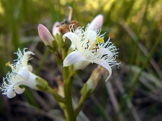 Menyanthes trifoliata