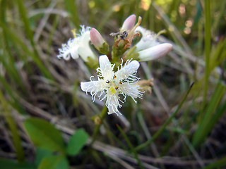 Menyanthes trifoliata