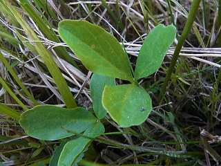 Menyanthes trifoliata