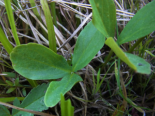 Menyanthes trifoliata