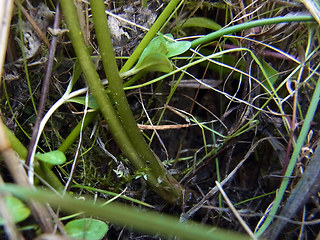 Menyanthes trifoliata