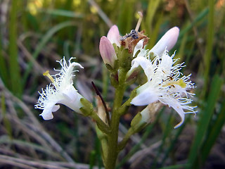 Menyanthes trifoliata