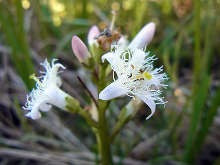 Menyanthes trifoliata