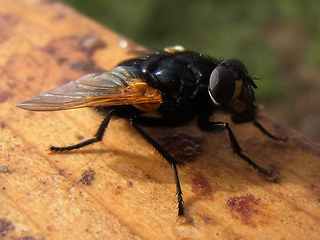 Mesembrina meridiana