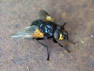 Mesembrina meridiana