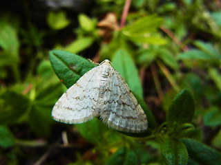 Mesotype verberata