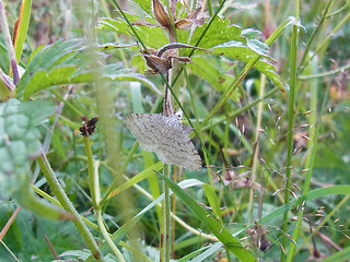 Mesotype verberata