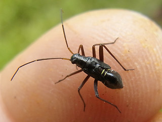 Miris striatus