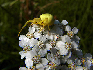 Misumena vatia