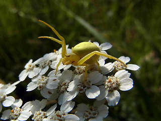 Misumena vatia