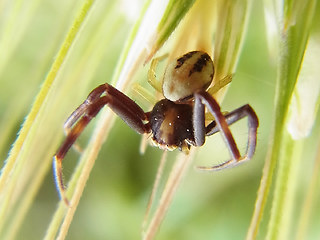 Misumena vatia