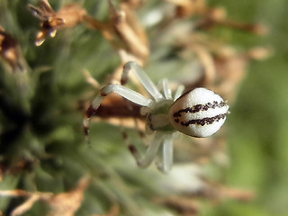 Misumena vatia