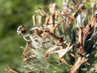 Misumena vatia