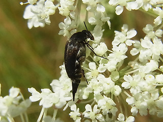 Mordella aculeata