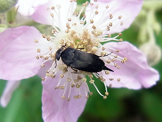 Mordella aculeata