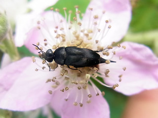 Mordella aculeata