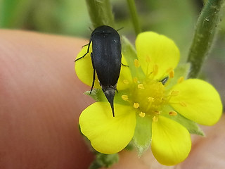 Mordella aculeata