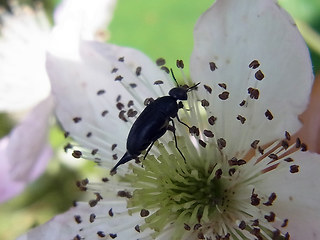 Mordella aculeata