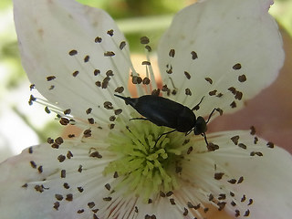 Mordella aculeata