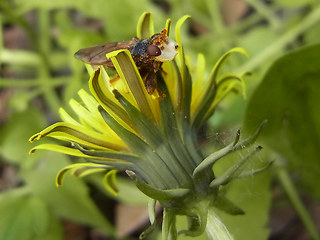 Myopa  testacea