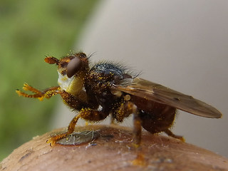 Myopa  testacea