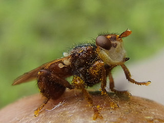 Myopa  testacea