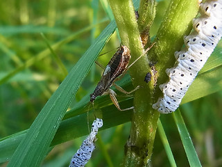 Nabis flavomarginatus