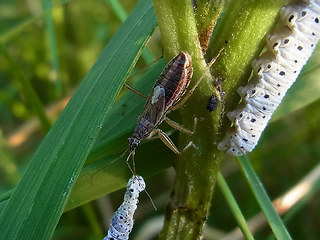 Nabis flavomarginatus