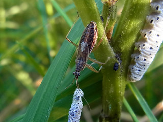 Nabis flavomarginatus