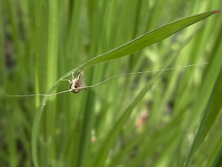 Nematopogon sp.