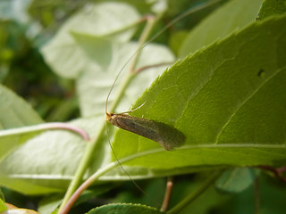 Nematopogon swammerdamella