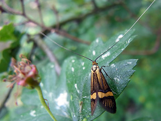 Nemophora degeerella