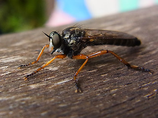 Neomochtherus pallipes