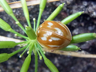 Neomysia oblongoguttata